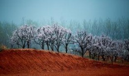 月光诱春色,一场浪漫的春夜邂逅