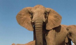 塞伦盖蒂 第二季