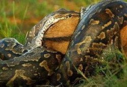 巨蟒1,奇幻冒险之旅的序幕拉开