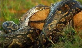 巨蟒1,奇幻冒险之旅的序幕拉开