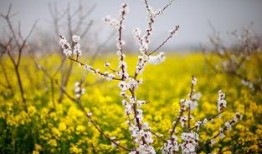 月光诱春色,一场浪漫的春夜邂逅