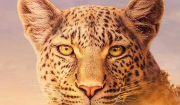 塞伦盖蒂 第二季