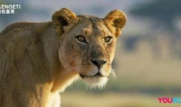 塞伦盖蒂 第二季