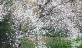 月光诱春色,一场浪漫的春夜邂逅