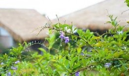 芳踪杳然,探寻消失的芬芳足迹